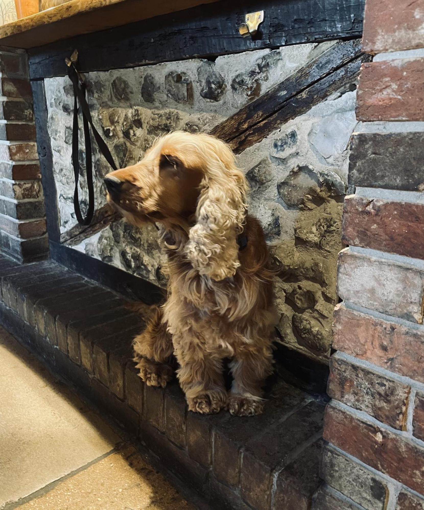 The Greyhound Inn Sydling St Nicholas ภายนอก รูปภาพ